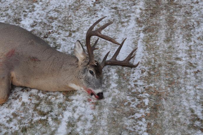 2014 whitetails Photo